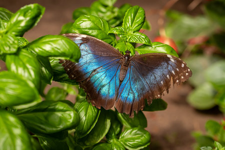 Beautiful butterfly Morpho peleides in tropical forest on leaf. Living animal in the forest.