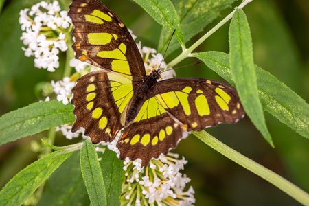 Exotic butterfly Siproeta stelenes with amazing patterns on wings. An insect.の写真素材