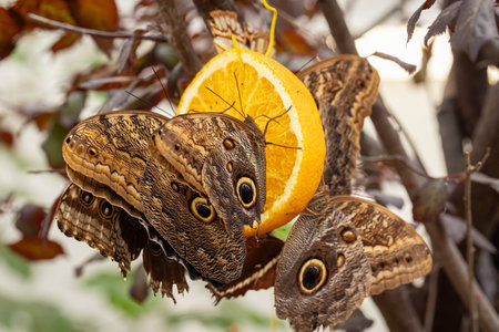 Unique butterfly Morpho peleides with amazing patterns on wings. Living animal in the forest.