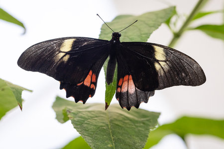 Wonderful butterfly Parides arcas in exotic forest in summer. Living animal in the forest.