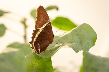 Beautiful butterfly Siproeta epaphus living in the rainforest.