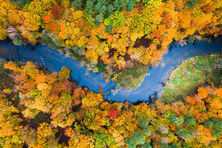 Top down view of river and colorful forest in Poland, Europeの写真素材