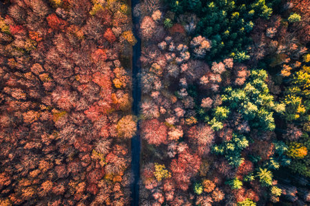 Top view of road and brown autumn forest, Poland, Europe