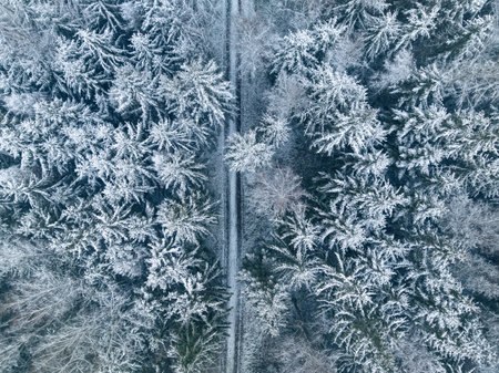 Top down view of snowy forest and country road in winter. Wildlife in winter Poland, Europe.の写真素材