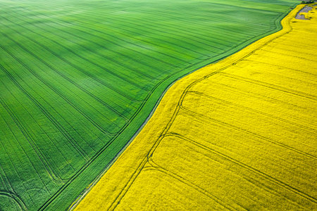 Rapeseed and wheat field at sunrise in spring. Aerial view of agriculture in Poland.の写真素材