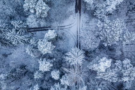 Snowy forest at winter. Aerial view of wildlifeの写真素材