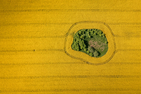 Amazing yellow rapeseed flowers in Poland countryside. Nature at spring in Europe.の写真素材