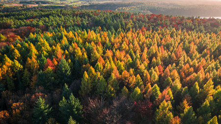 Aerial view of red autumn forest in november, Poland, Europe