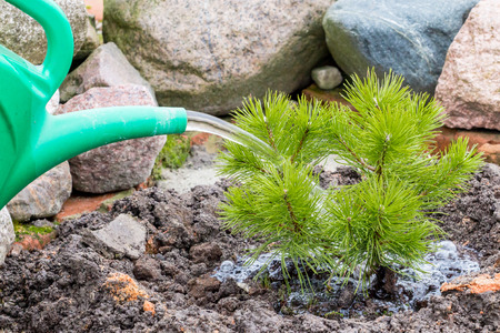 Garden worker waters young green pineの写真素材