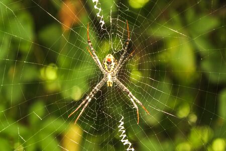 Spider hanging on his net in a Nepali Gardenの写真素材
