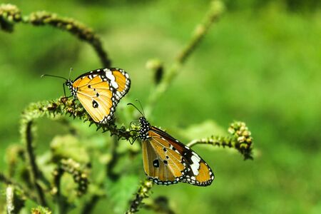 Two Beautiful Yellow Butterflies on the treeの写真素材