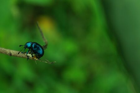 A small insect on a dead treeの写真素材