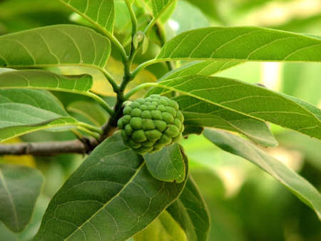 Indian sweet Custard Apple on branch