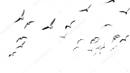 Flying seagulls isolated on white background. Vector illustration.の素材