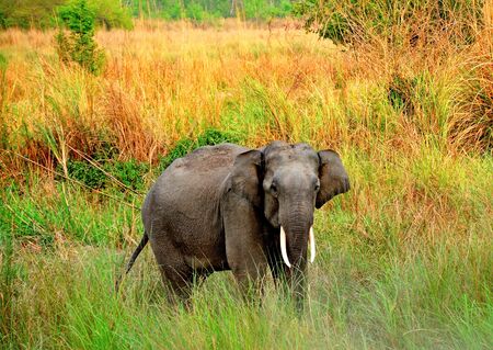 Elephant: Young tuskerの写真素材