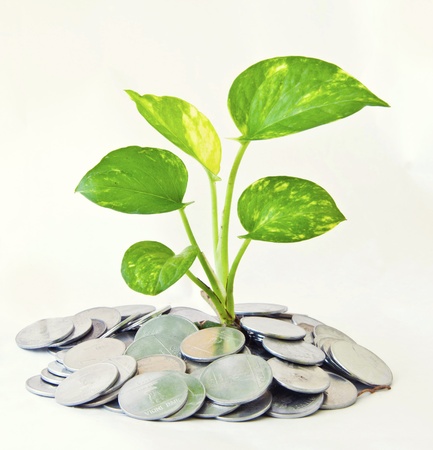 Moneyplantの写真素材