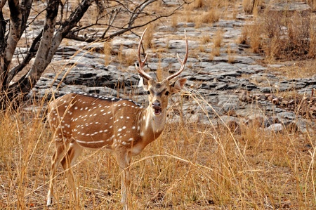 Image of spotted deer in the forestの写真素材