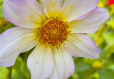 Flower Closeupの写真素材
