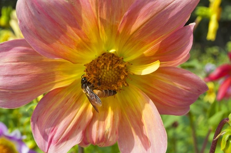 Honey bee on flowerの写真素材