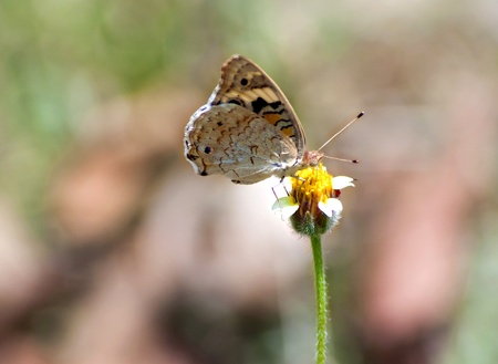Butterfly on flowerの写真素材