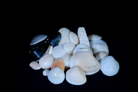 Sea shell arrangement with black backgroundの写真素材
