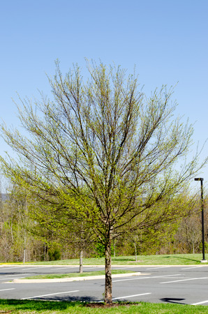 blooming tree with new green leavesの写真素材