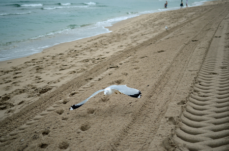 Seagull flying on the beachの写真素材