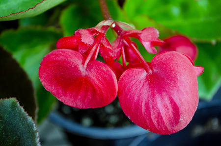 Red flower with leaves. Plant, gardenの写真素材