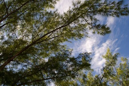 trees and sky