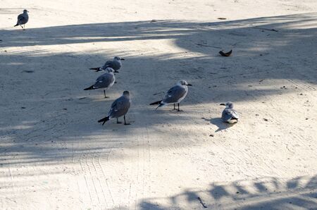 pigeons on the beachの写真素材