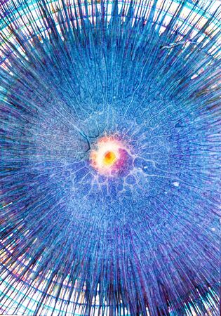 Abstract colorful fractal radial backgroundの写真素材