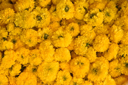 Marigold flower