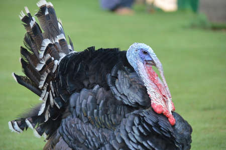 Turkey birdの写真素材