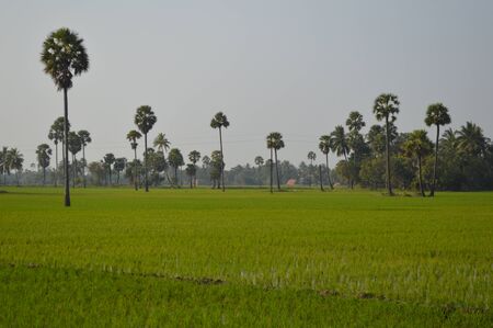 Paddy fields, Viajywada, India