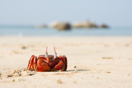 The big red crab sitting on the sand on the ocean shoreの写真素材