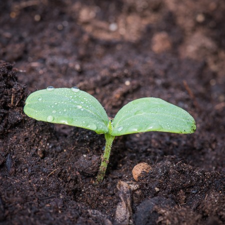 young cucumber sprout in a ground with water drops