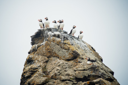 Group of atlantic or common puffins sitting on the rock in Icelandの写真素材