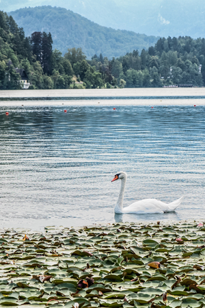 A swan in turquoise Lake Bled in Sloveniaの写真素材