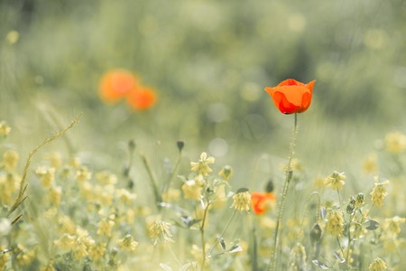 wild poppy flower close-up with selective focus. Spring in greeceの写真素材