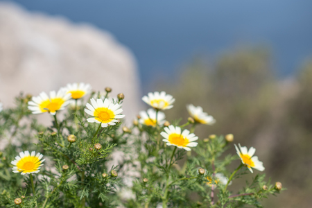 white daisies on the cliff next to the sea. Rodos island, Greeceの写真素材