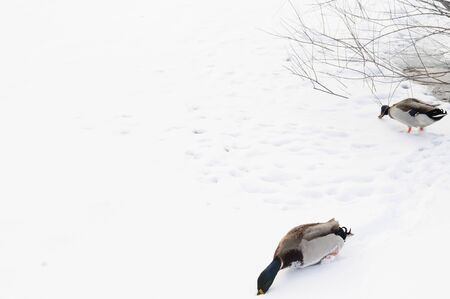 Two ducks foraging food in the snowの写真素材