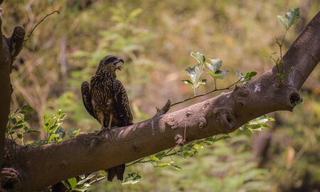 eagle on tree looking for huntingの写真素材
