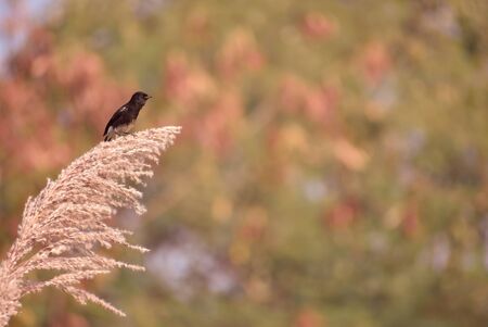 Beautiful birds on the grassの写真素材