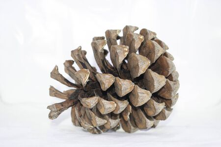 ine cone isolated on a white background