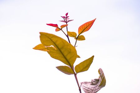 autumn leaves isolated on white