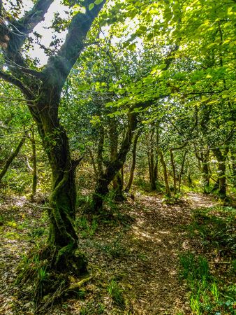 Forest Path at Summer in Irelandの写真素材
