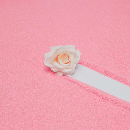 Minimal Valentine or wedding concept with white rose in pastel pink sand. Modern girly aesthetic with copy space.の写真素材