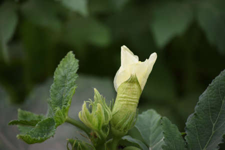 flower lady finger close up, vegetable food plant nature in garden