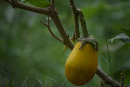 Eggplants vegetable fresh in garden, food close up nature organic growth wallpaper background environmentの写真素材