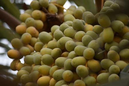 Dates sweet fruit yellow in color hanging on date tree in garden, fresh food nutrition palm background ripen processの写真素材